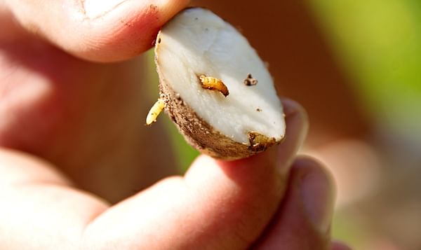 Enigma research helps growers tackle wireworm damage