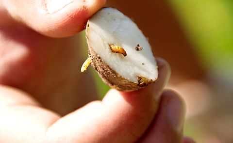 Enigma research helps growers tackle wireworm damage Enigma research helps growers tackle wireworm damage