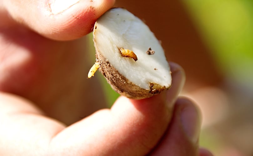 Wireworm damage Wireworm damage