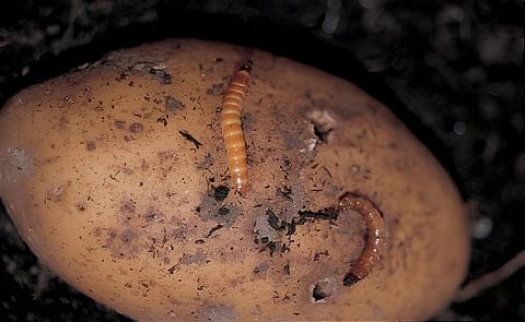 Wireworms: The Hidden Threat Beneath the Soil Wireworms: The Hidden Threat Beneath the Soil