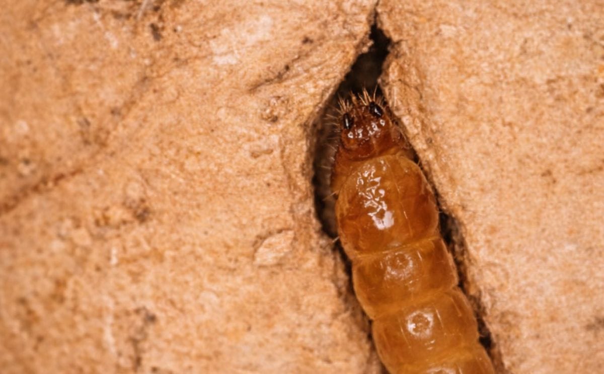 Wireworm feeding on potato Wireworm feeding on potato