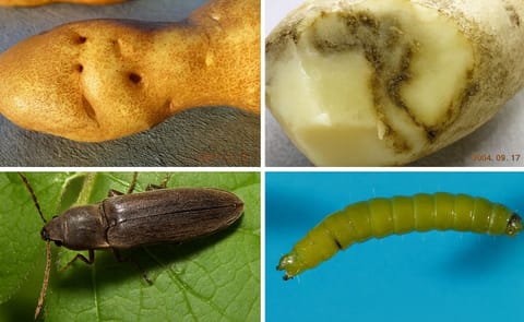 Wireworms cause damage to potato tubers due to feeding (Courtesy: Washington State Potato Commission) Top left: typical damage caused by early season feeding by wireworms. Top right: typical damage caused by feeding immediately prior to harvest. Right bot Wireworms cause damage to potato tubers due to feeding (Courtesy: Washington State Potato Commission) Top left: typical damage caused by early season feeding by wireworms. Top right: typical damage caused by feeding immediately prior to harvest. Right bot