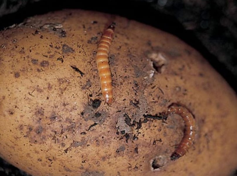Wireworms on the potato tuber, as seen in the image, cause significant damage by boring holes, and trials have shown that Casea treatments can effectively reduce this damage. Wireworms on the potato tuber, as seen in the image, cause significant damage by boring holes, and trials have shown that Casea treatments can effectively reduce this damage.