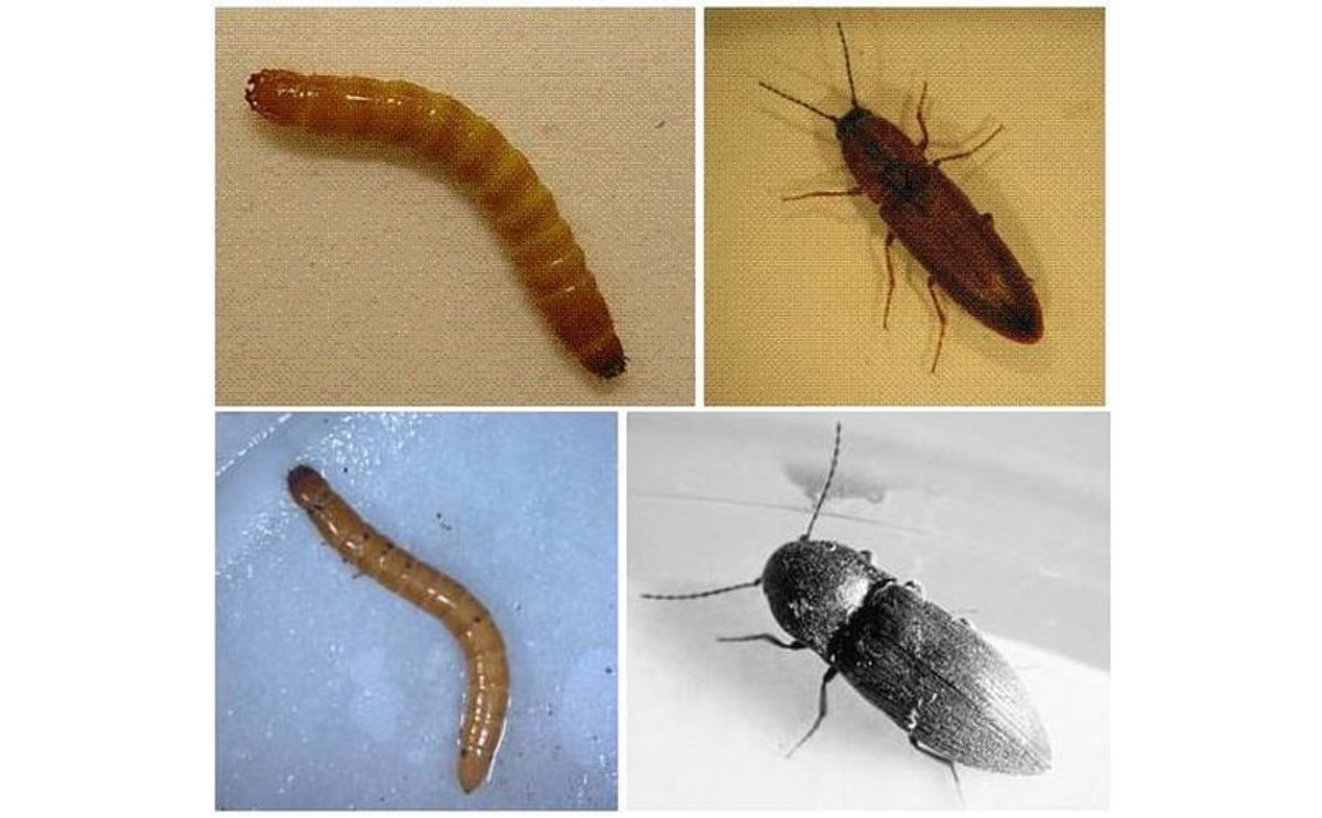 Two of the wireworm species identified from a 2008-2009 national survey in Canada. Top: Limonius canus larva and adult (Images by W. van Herk); bottom: Agriotes obscurus larva and adult (Images by R. S. Vernon) wireworm species in Canada