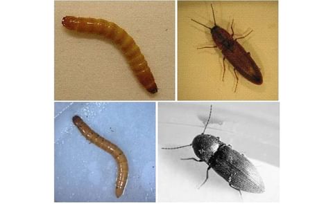 No simple solution to deal with wireworm No simple solution to deal with wireworm