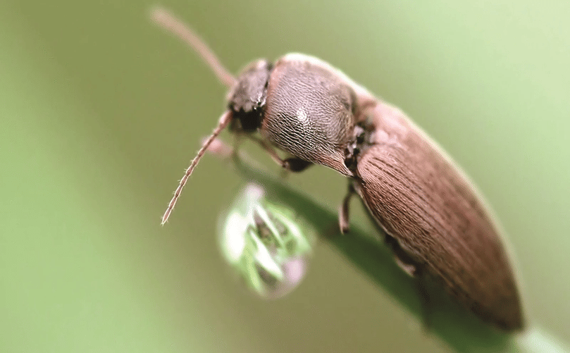 Wireworms: The Invisible Threat to Potato Yield and Quality Wireworms: The Invisible Threat to Potato Yield and Quality