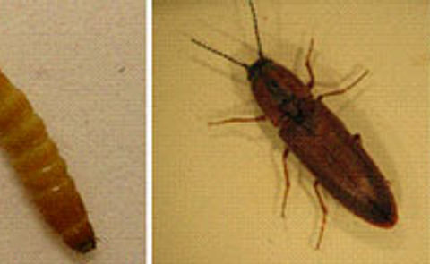 Canadian Potato farmers losing wireworm weapon Canadian Potato farmers losing wireworm weapon