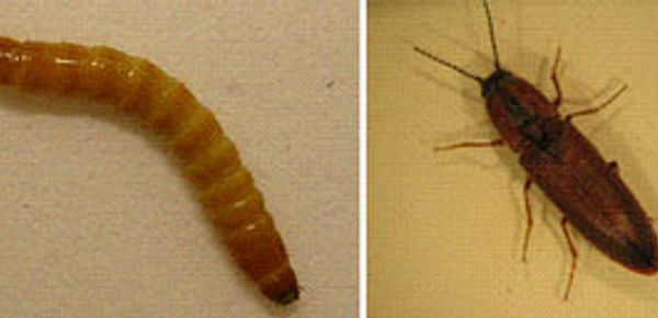  Wireworm (left) are the larval stages of the click beetle (right). Courtesy Agriculture Canada)