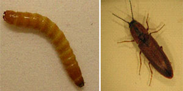  Wireworm (left) are the larval stages of the click beetle (right). Courtesy Agriculture Canada)