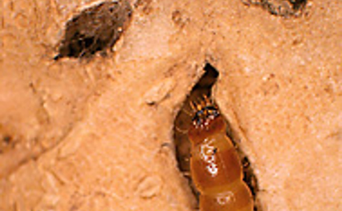 Wireworm feeding on potato Wireworm feeding on potato