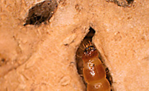 New Potato Varieties Withstand Destructive Wireworms New Potato Varieties Withstand Destructive Wireworms