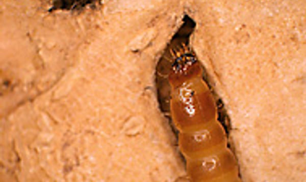 Wireworm feeding on potato Wireworm feeding on potato
