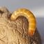 Wireworms