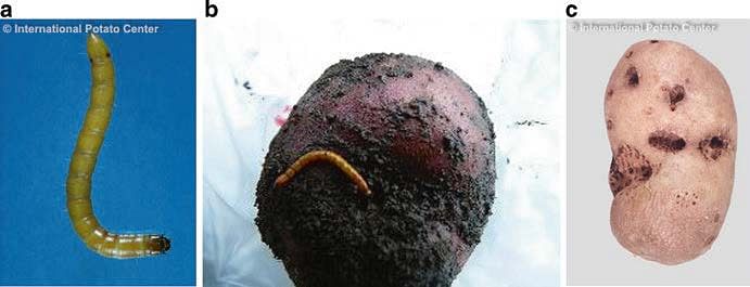Wireworm larvae (a, b) and larval damage on potato tuber (c). (Courtesy: CIP)