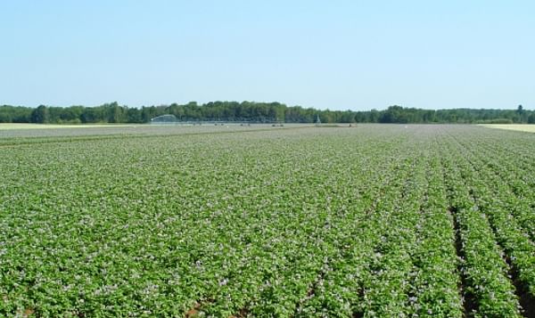 Wisconsin Potato Field in bloom