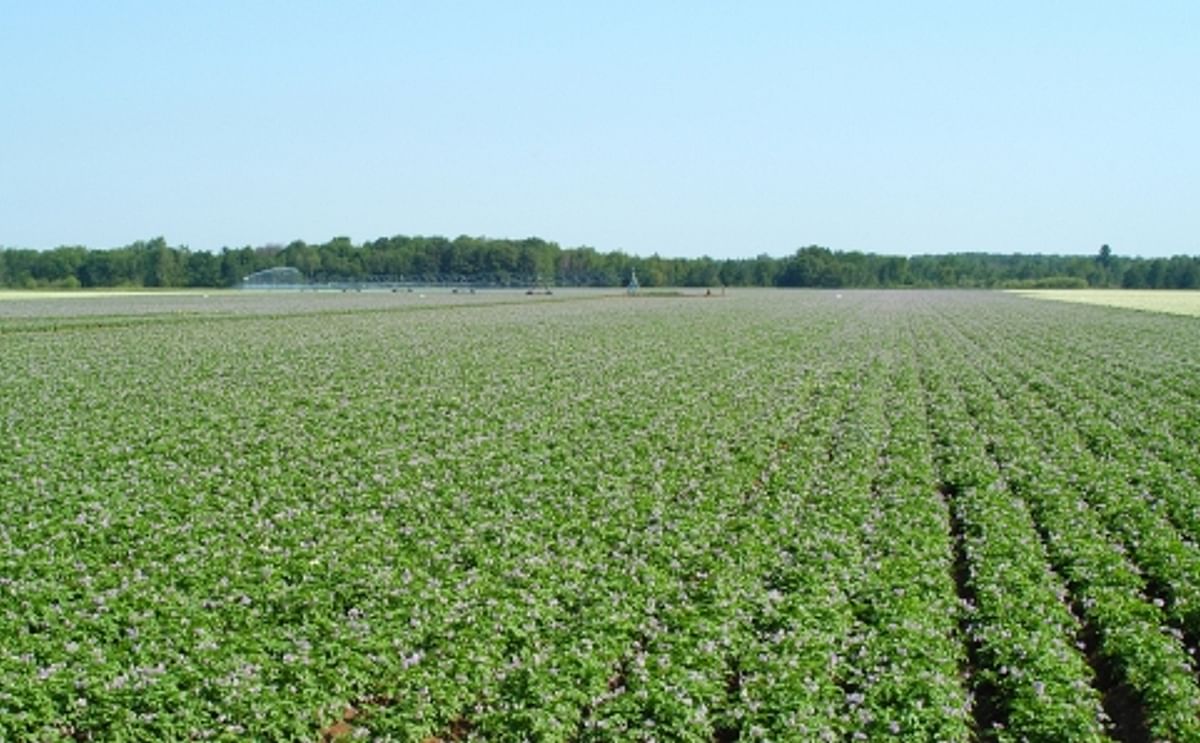 Wisconsin Potato Field in bloom Wisconsin Potato Field in bloom