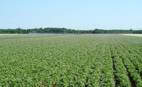 Late Blight threatens Wisconsin Potato Fields Late Blight threatens Wisconsin Potato Fields