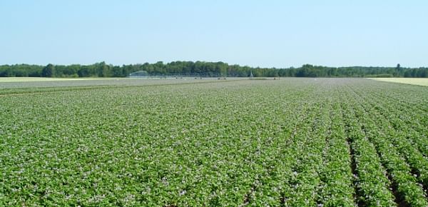 Wisconsin Potato Field in bloom