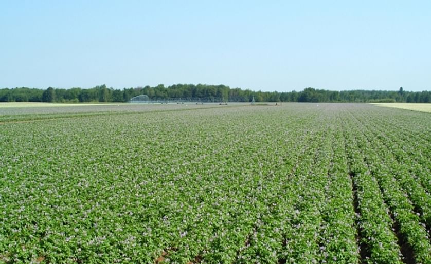 Late Blight threatens Wisconsin Potato Fields