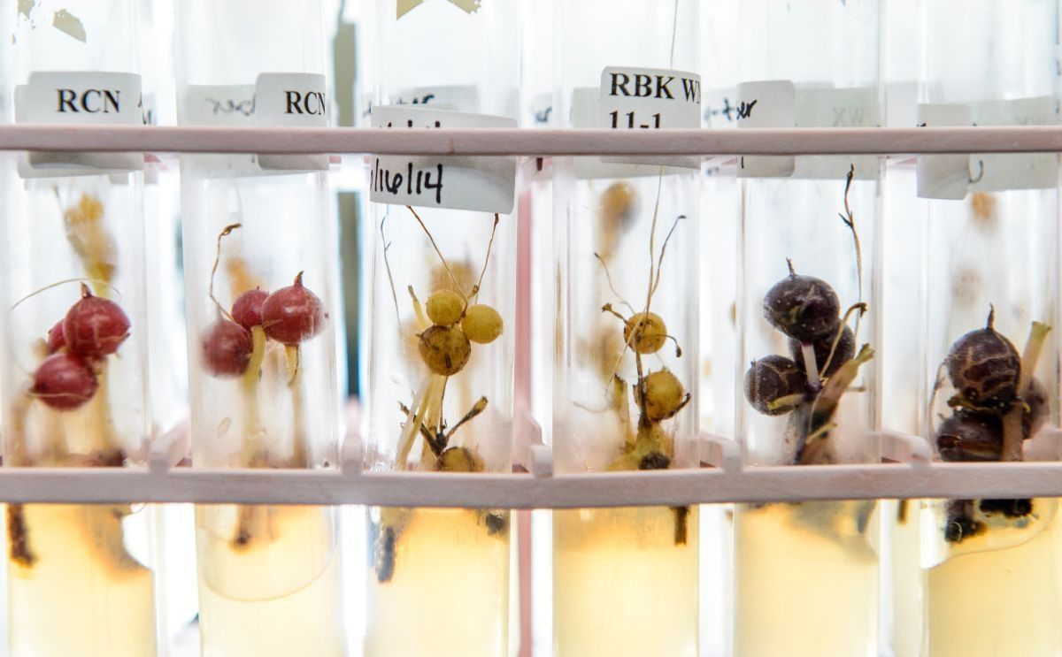 From test tube to plate, UW–Madison program keeps potatoes clean