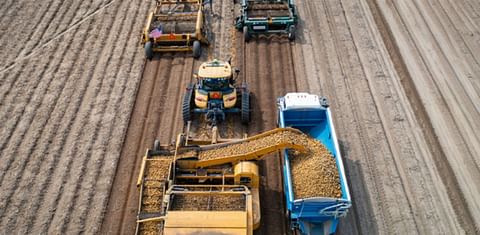 Alsum Farms Begins Wisconsin Yellow Potato Harvest