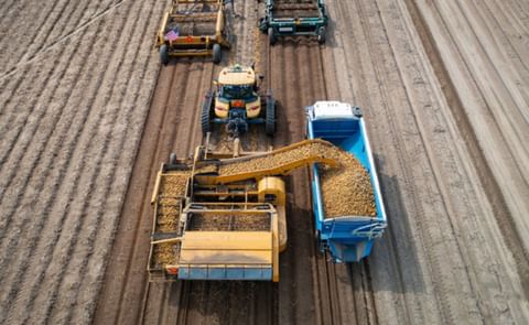 Alsum Farms Begins Wisconsin Yellow Potato Harvest Alsum Farms Begins Wisconsin Yellow Potato Harvest