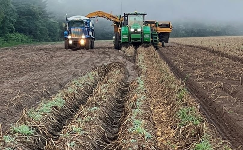 Wisconsin Yellow Potatoes are harvested at Alsum Farms Wisconsin Yellow Potatoes are harvested at Alsum Farms