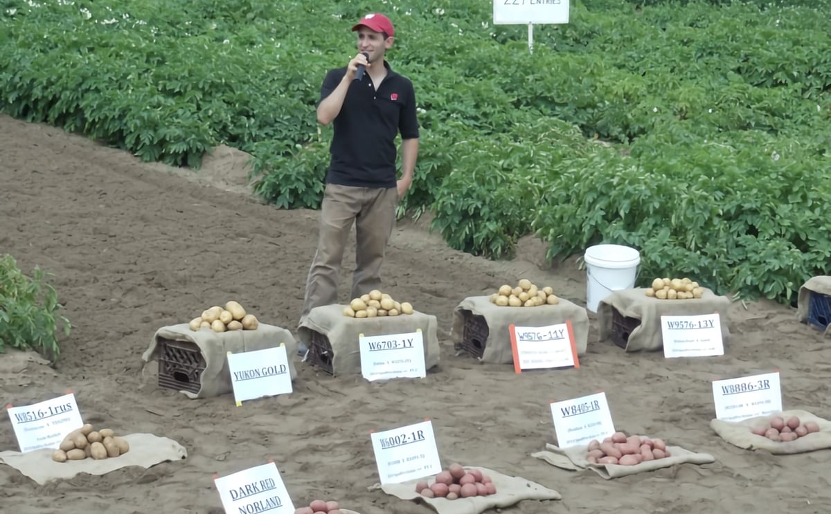 Inspecting new potato varieties