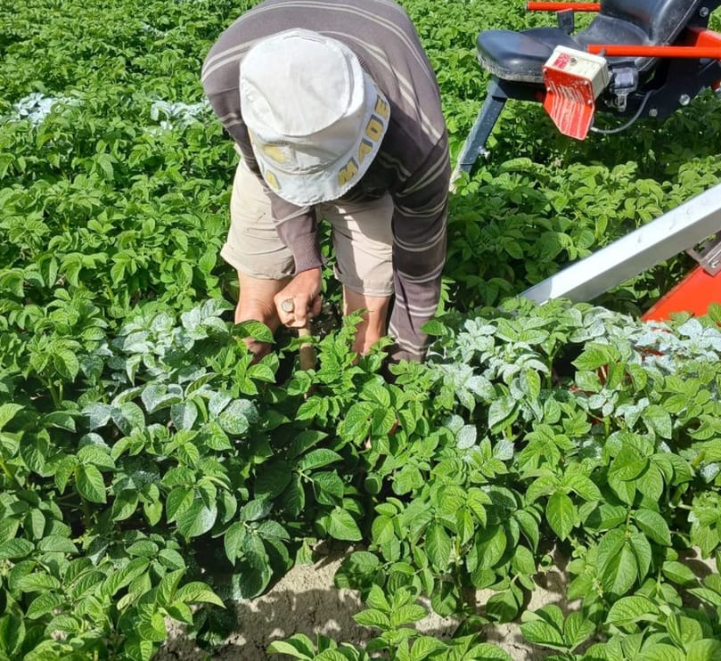 A field worker manually removes virus-infected potato plants after robotic detection and marking, demonstrating the integration of AI technology with traditional rouging practices.