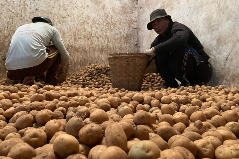 Workers in a potato warehouse in Kebun Baru village sort the harvest according to size before sending them to Jakarta. Courtesy: Teguh Suprayitno for Mongabay Indonesia.