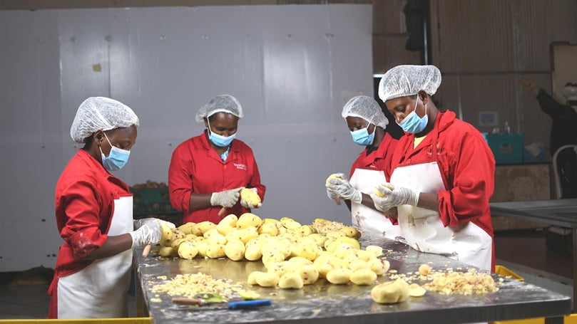 Workers peel potatoes at Wedgehut Company in Ruiru. Courtesy:POOL Workers peel potatoes at Wedgehut Company in Ruiru. Courtesy:POOL