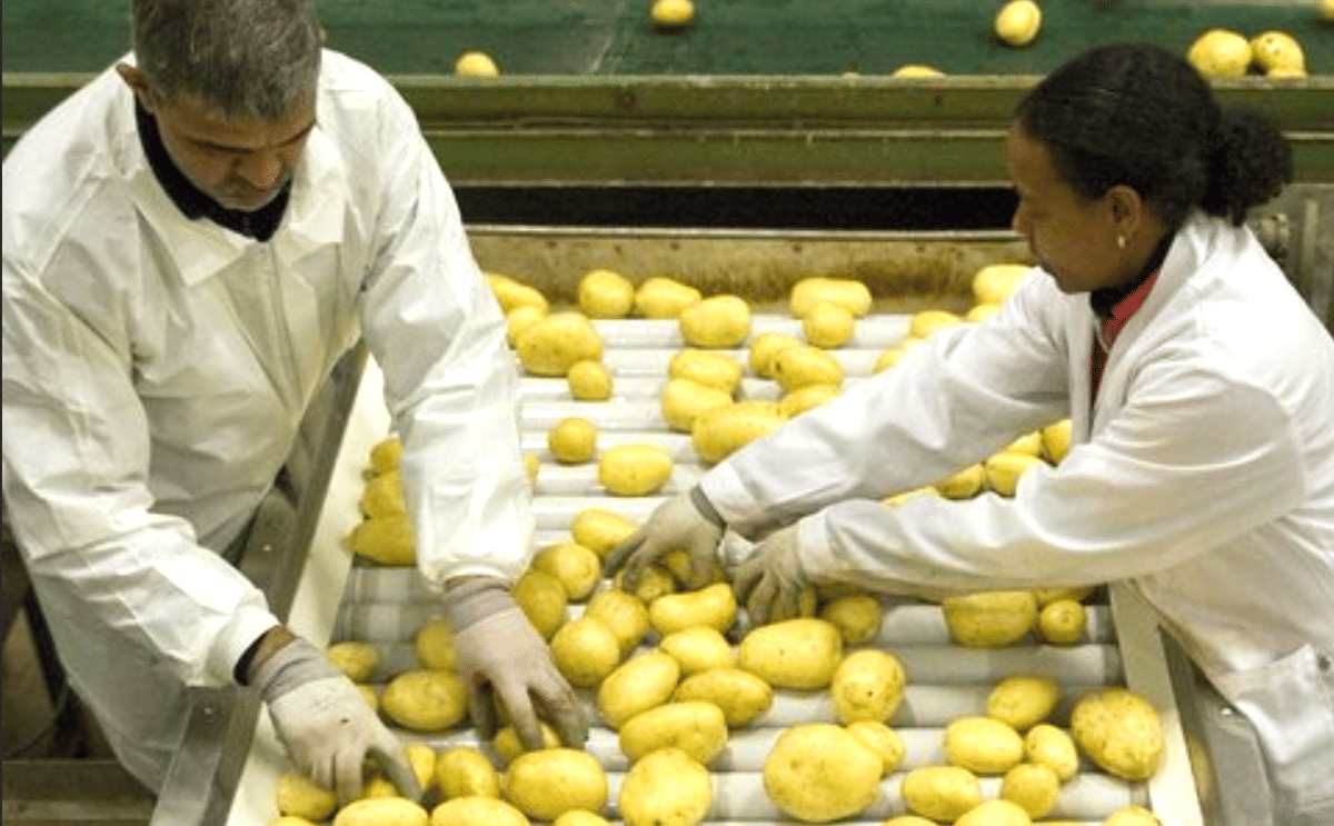 Trabajadores seleccionan las patatas después de su lavado. Trabajadores seleccionan las patatas después de su lavado.