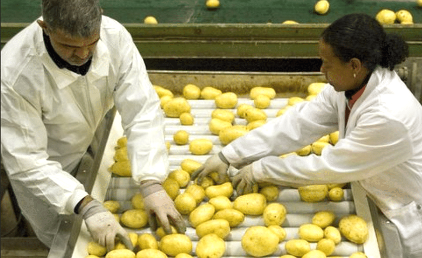 workers select potatoes after washing