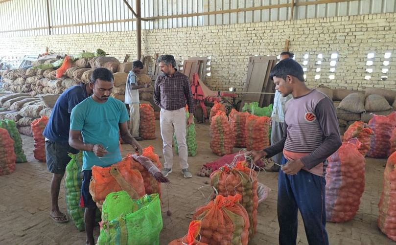 Workers sorting and packing freshly harvested potatoes at Noor Agro Farm in Kurukshetra.