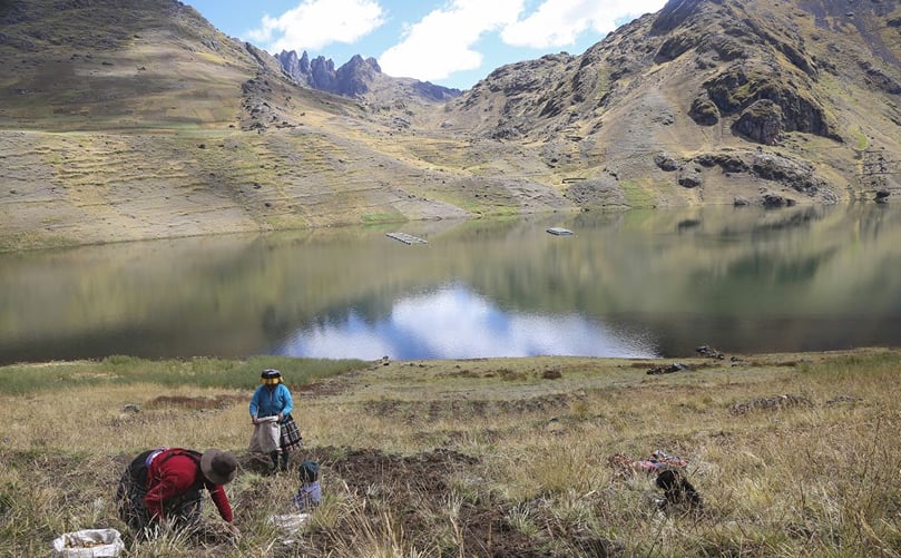 During potato harvest season in the Potato Park in Cuzco, Peru, the mountains are dotted with farmers cultivating potatoes in every hue found in the rainbow. (Courtesy: Sara A. Fajardo for CIP) During potato harvest season in the Potato Park in Cuzco, Peru, the mountains are dotted with farmers cultivating potatoes in every hue found in the rainbow. (Courtesy: Sara A. Fajardo for CIP)
