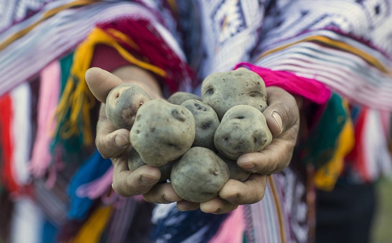 2018 marked the first time that the World Potato Congress took place in Latin America - the continent that gave the potato to the world 2018 marked the first time that the World Potato Congress took place in Latin America - the continent that gave the potato to the world