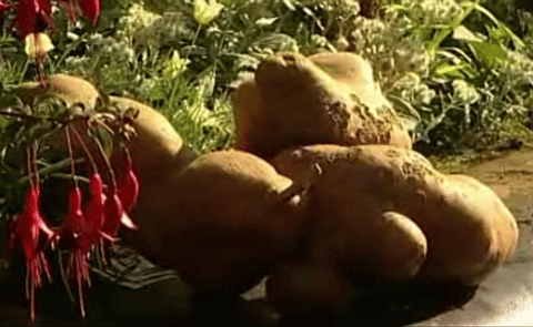 Nottinghamshire gardener grows world's heaviest potato Nottinghamshire gardener grows world's heaviest potato