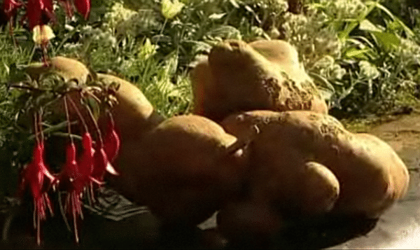 Guinness Book of records: World's Largest potato Guinness Book of records: World's Largest potato