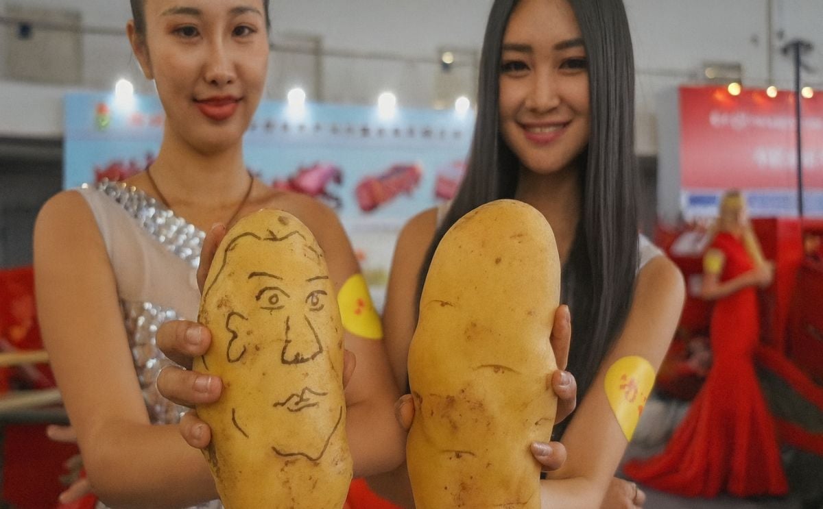 Exhibitors display potatoes during the China Potato Expo in Yanqing County of Beijing, capital of China, July 28, 2015 (Xinhua) Exhibitors display potatoes during the China Potato Expo in Yanqing County of Beijing, capital of China, July 28, 2015 (Xinhua)