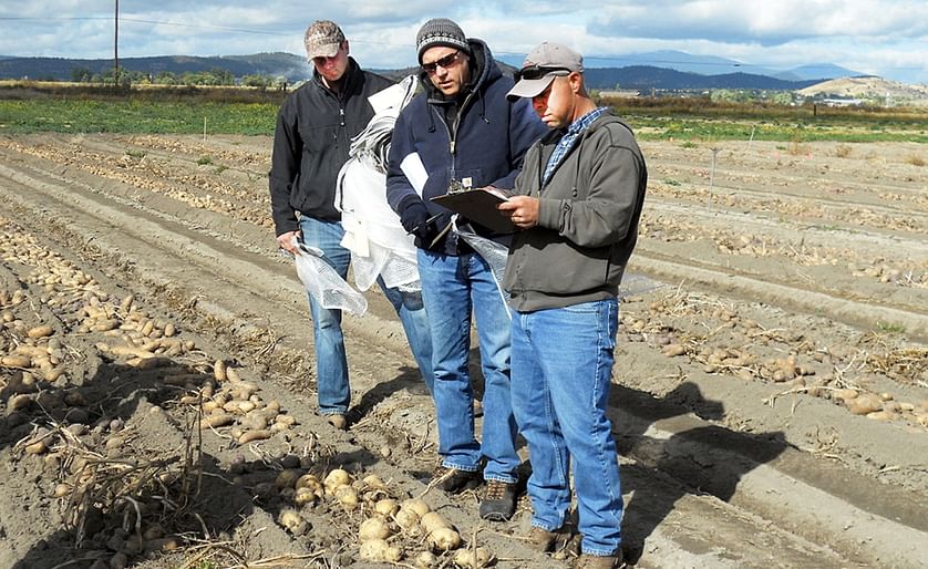 Washington State University (WSU) scientist Mark Pavek and two Tri-State potato research colleagues check out new potato varieties in a WSU research field.