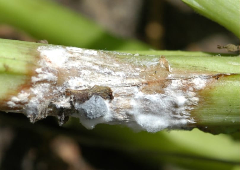Potato White Mold (Courtesy: PMN / Washington State University) Potato White Mold (Courtesy: PMN / Washington State University)
