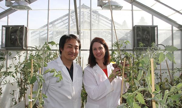 WSU Researchers looking at nature itself for help to defend potatoes against threats