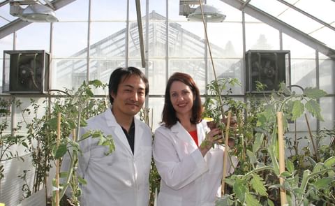 Washington State University (WSU) plant pathologists Kiwamu Tanaka (left) and Cynthia Gleason (right) are exploring novel defenses against pest and diseases that harm valuable potato crops. Washington State University (WSU) plant pathologists Kiwamu Tanaka (left) and Cynthia Gleason (right) are exploring novel defenses against pest and diseases that harm valuable potato crops.