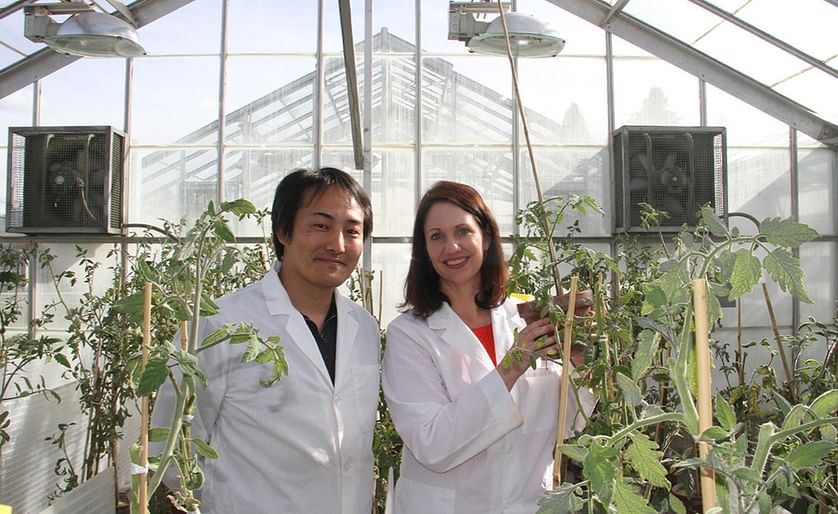 Washington State University (WSU) plant pathologists Kiwamu Tanaka (left) and Cynthia Gleason (right) are exploring novel defenses against pest and diseases that harm valuable potato crops.