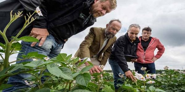Durably resistant potatoes with wild potato genes offer 80% reduction in chemical control