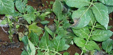 Computer models provide new insights for sustainable control of potato late blight