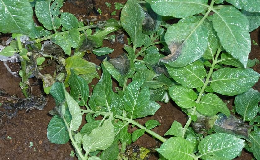 Potato Plants affected by late blight (Phytophthora infestans)