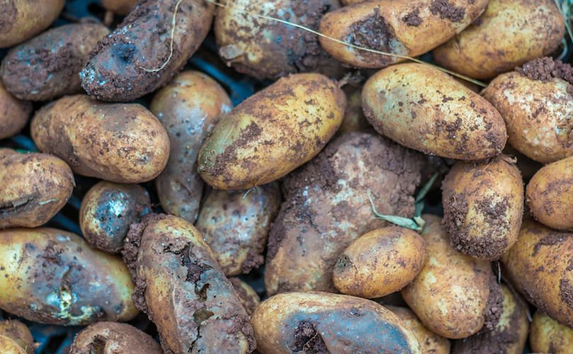 Potato tubers affected by late blight (Phytophthora infestans)