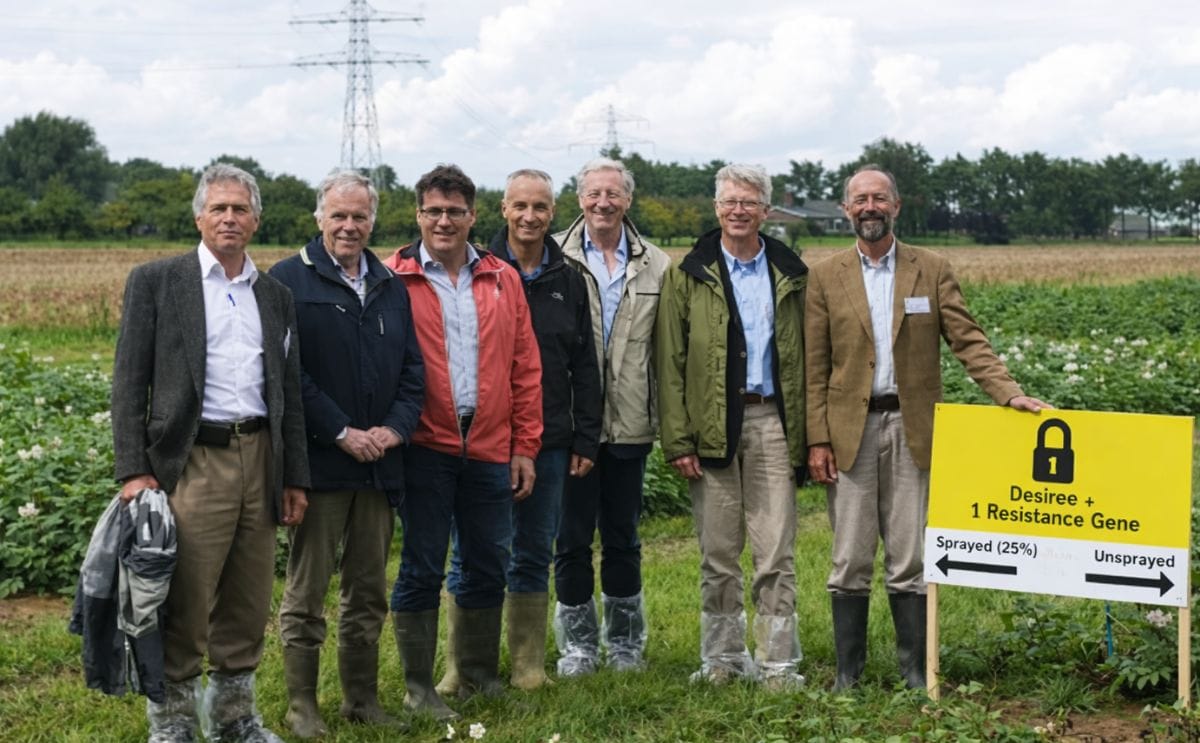 Resistance genes of wild relatives offer help in combat against potato blight Resistance genes of wild relatives offer help in combat against potato blight