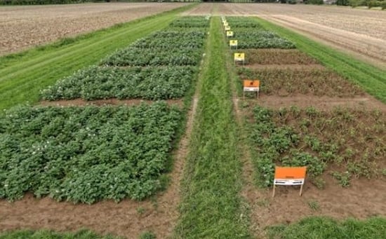 Testplot of the DuRPh study into more durable resistance against Phytophthora through the use of resistance genes from related wild potato species, which was funded by the Dutch government for ten years Testplot of the DuRPh study into more durable resistance against Phytophthora through the use of resistance genes from related wild potato species, which was funded by the Dutch government for ten years